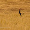 Hirundo Rustica