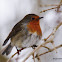 European Robin