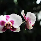 orchid