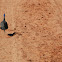 Helmeted Guineafowl