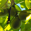 Back Walnut Tree