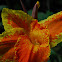 Canna Cleopatra