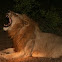 Lions