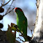 Musk Lorikeet