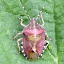 Hairy Shieldbug