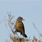 Boat-tailed Grackle (female)