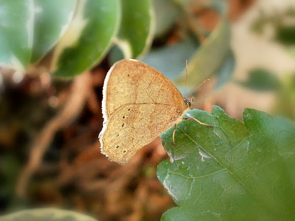 Spotting Image 1