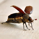 Sulawesi chafers?