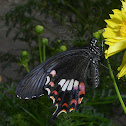 Common Mormon Female