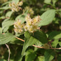 Beautybush