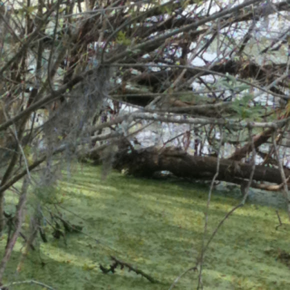 Spotting Image 1