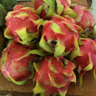 Pitaya