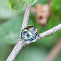 harlequin cabbage bug