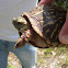 Ornate Box Turtle