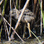 Black-winged Stilt; Cigúeñuela