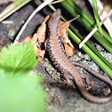 European Wall Lizard