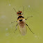 Root maggot fly