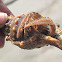 Hermit crab