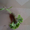 Black Swallowtail