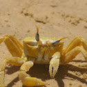 Ghost crab