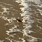 Ruddy Turnstone