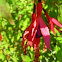 Fuschia