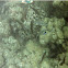 cleaner wrasse