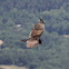 Turkey Vulture