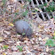 Nine-banded armadillo