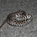 Fox snake