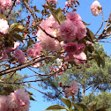 Qua son cherry blossoms
