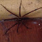 Funnel-web spider