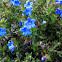 Lithodora