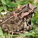 Raucous Toad