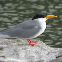 River Tern