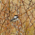 Wildlife of Saskatchewan