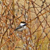Wildlife of Saskatchewan