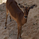 Impala