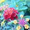 Lantana Camara