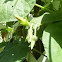 Clematis