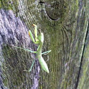 Praying mantis