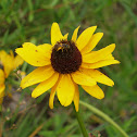 Bee on Blackeyed Susan