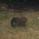 Eastern Cottontail