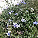 Common Chicory