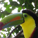 Keel-Billed Toucan