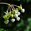 Poke Milkweed