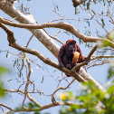 Colombian Red Howler Monkey