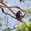 Colombian Red Howler Monkey