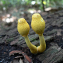 Plantpot dapperling Fungi