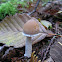 Psathyrella longistriata